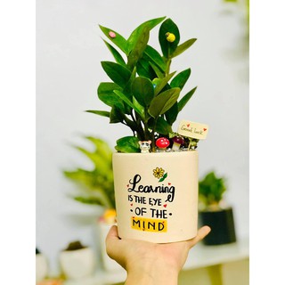 Chậu Cây Kim Tiền Để Bàn ( Chậu vẽ hình theo yêu cầu)