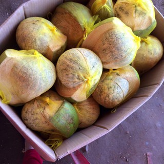 Dừa sáp Trà Vinh