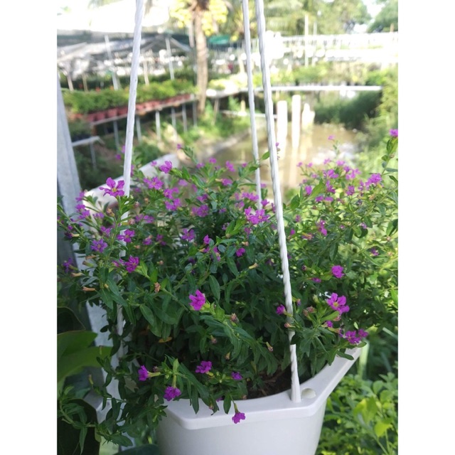 Chậu treo hoa Cẩm Tú Mai