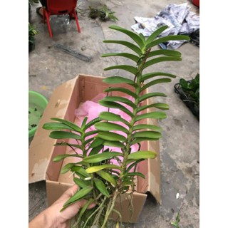 Hoa phong lan cù lao minh