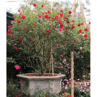 COMBO 3 Cây hoa hồng thân gỗ (tree rose đang mầm đẹp)