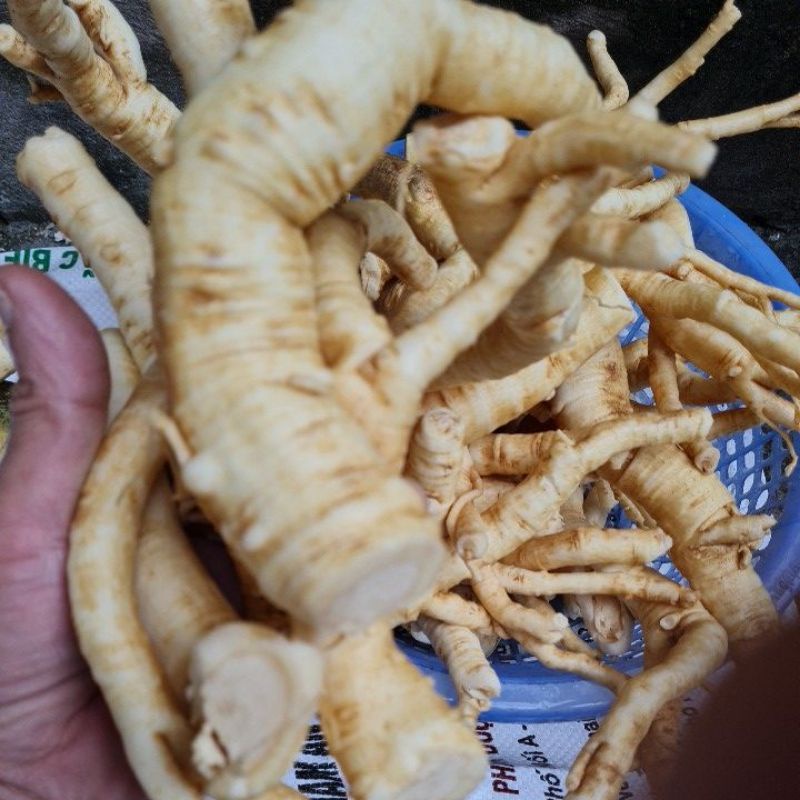 đinh lăng rễ sạch chất lượng1kg