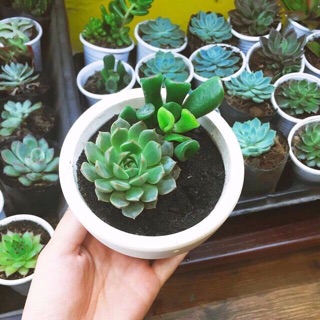 Hạt giống Sen đá Mix  🌱