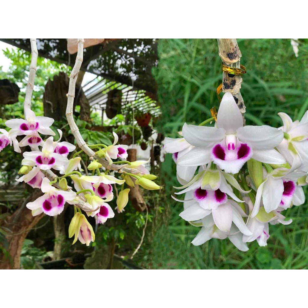 Phi điệp ám phú thọ