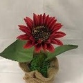 30h Hạt Giống Hoa Hướng Dương Đỏ Velvet - TaNe Garden