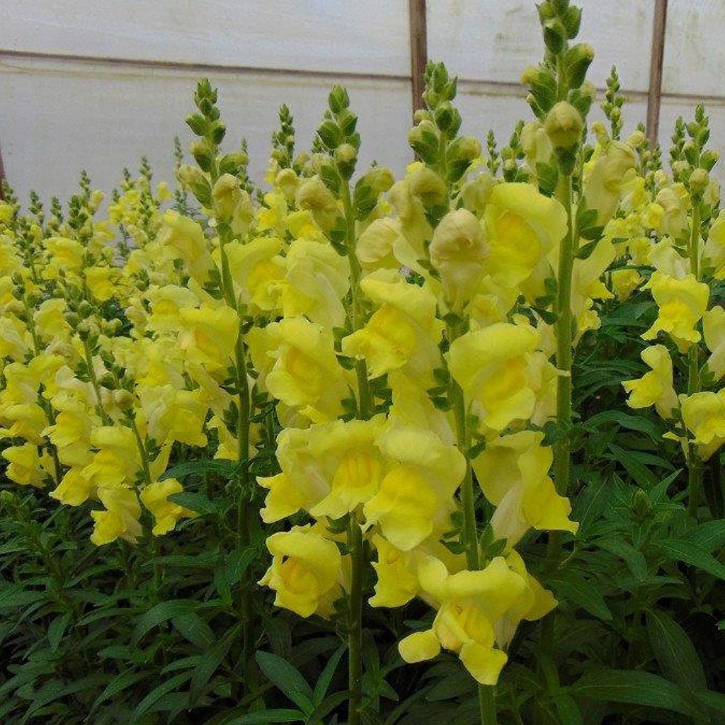 Hạt giống hoa Mãn Đỉnh Hồng Snapdragon - Dòng tên lửa F1 - Hoa trắng - Vườn hoa hàng năm - Hoa viền