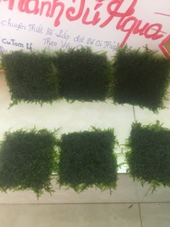 Cây thủy sinh