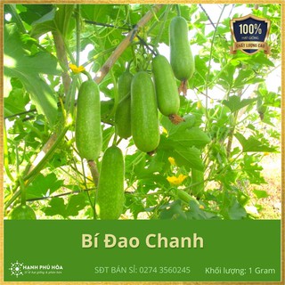 Hạt Giống Bí Đao Chanh SV Thanh Trúc 1g/Gói - Trồng Quanh Năm, Dễ Trồng, Kháng Vi Rút Mạnh, Tốt Cho Sức Khoẻ