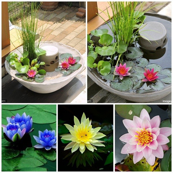 Giống hoa súng thái mini mix màu đã giâm cành