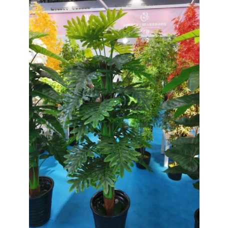 Cây trầu bà thanh xuân cao 1m6 thân gỗ bọc lá dừa khô - cây giả