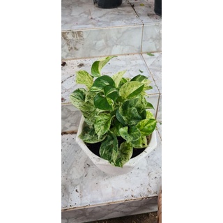 Cây trầu bà Trầu Bà Manjula Pothos (Trầu bà Ngọc Bích, )
