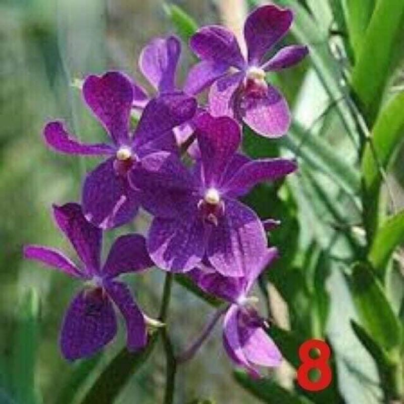Combo 3 Cây Lan Giống Mokara màu Tím,Hồng,Vàng,cây cao 20-30cm