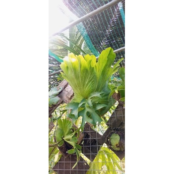 Ổ rồng đã thuần ra lá mới bám bảng gổ