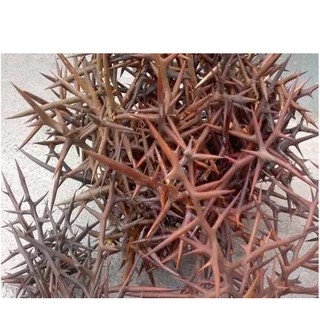 Gai bồ kết - 300gr Khô