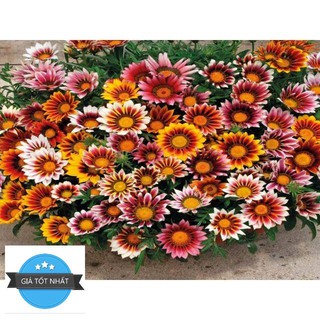 Gói 20 Hạt giống hoa cúc huân chương ĐẾN MÙA TRỒNG TẾT