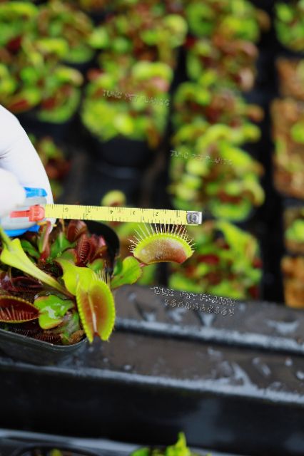 Cây bẫy kẹp - Venus Flytrap - ID: Royal Red/Green Dragon (Ảnh thật chụp tại vườn)