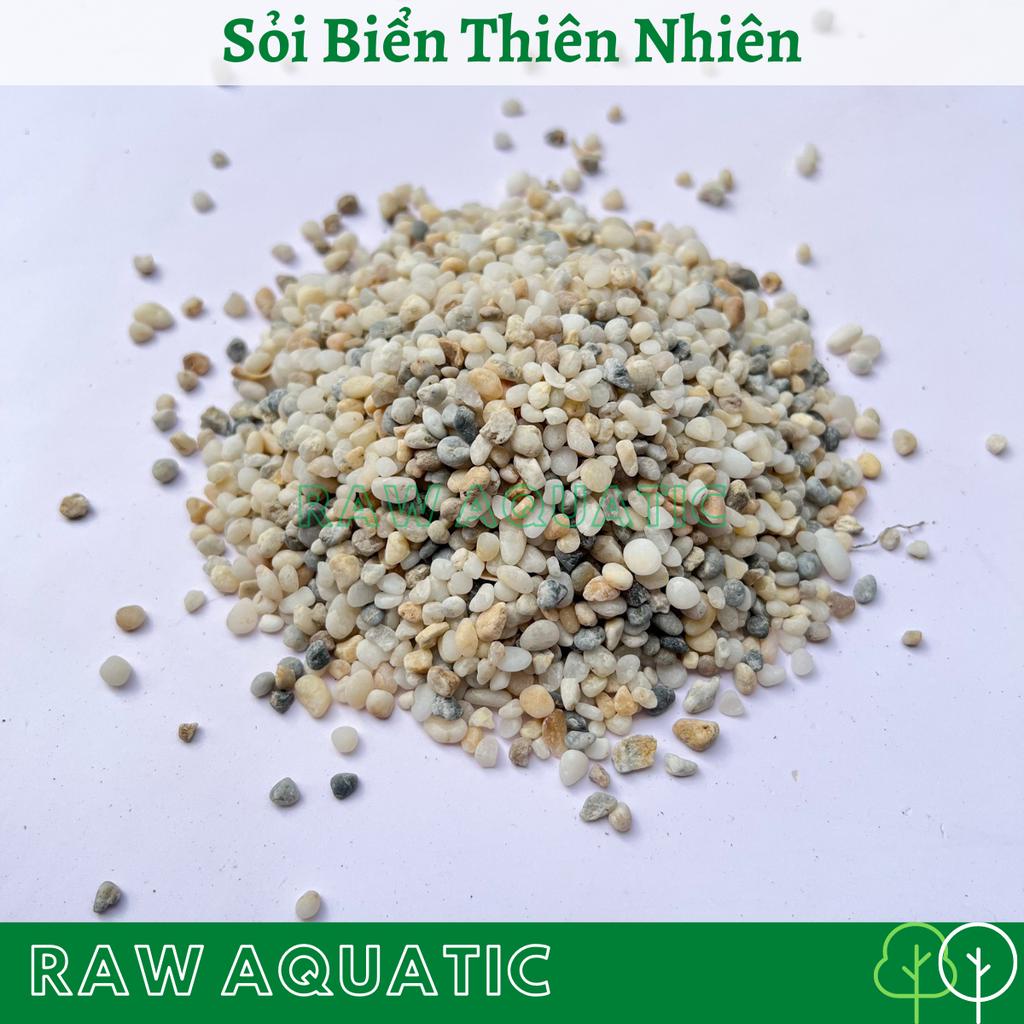 Sỏi Biển Thiên Nhiên Trang Trí, Setup Bể Cá Cảnh, Bể Thủy Sinh