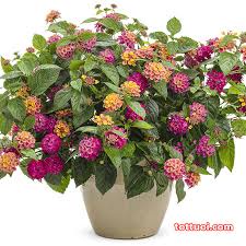 [Gói 150 hạt] Hạt Giống Hoa Ngũ Sắc F1 Hoa Nở Siêu Đẹp