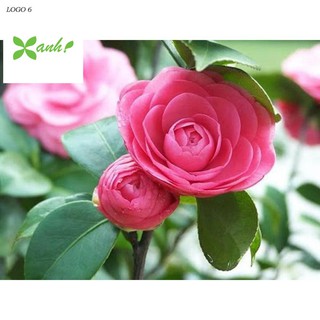 Hạt giống hoa Trà My - 5 hạt