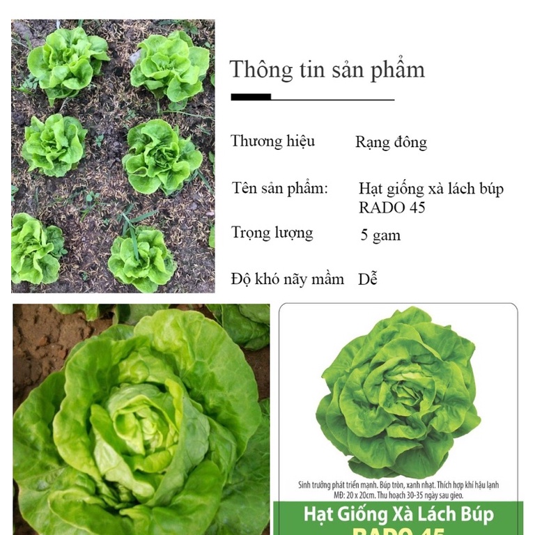 Hạt Giống Rau Xà Lách Búp RaDo 534  Hạt Giống Rạng Đông