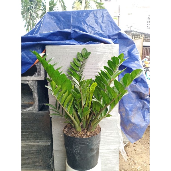 Cây kim tiền, cây kim phát tài lớn