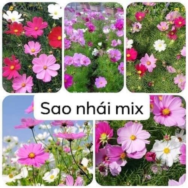 hạt giống sao nhái nhiều mầu