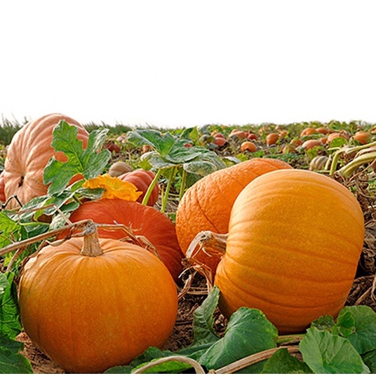 Hạt giống bí ngô BÍ ĐỎ NHẬT BẢN, Cánh đồng Connecticut, Gia truyền, Nongmo