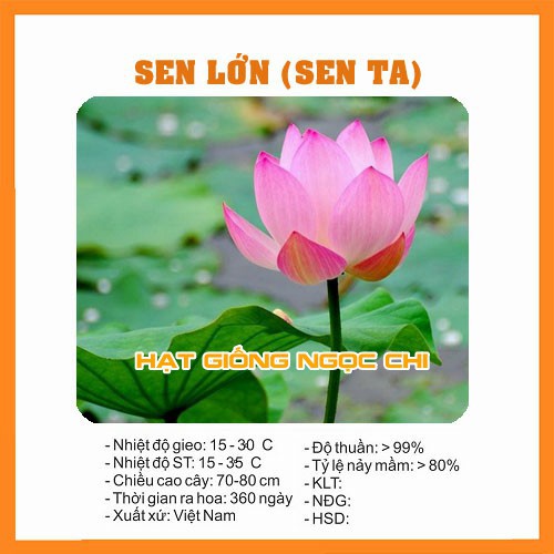 Hạt Giống Hoa Sen Hồng Lớn (Sen Ta - Sen Việt Nam) - 10 Hạt