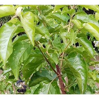 Hạt Giống Lá Cách ( Lá Vọng Cách ) - 20 hạt/túi