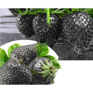 Hạt giống Dâu tây Đen 50 Hạt