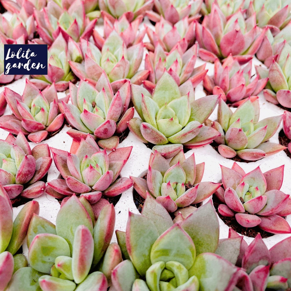 Sen đá mận tím Đà Lạt size mini cây cảnh trang trí nhà cửa Lolita garden