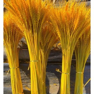 Bông lúa mạch khô bó 100 hàng loại 1 (sẵn hàng)