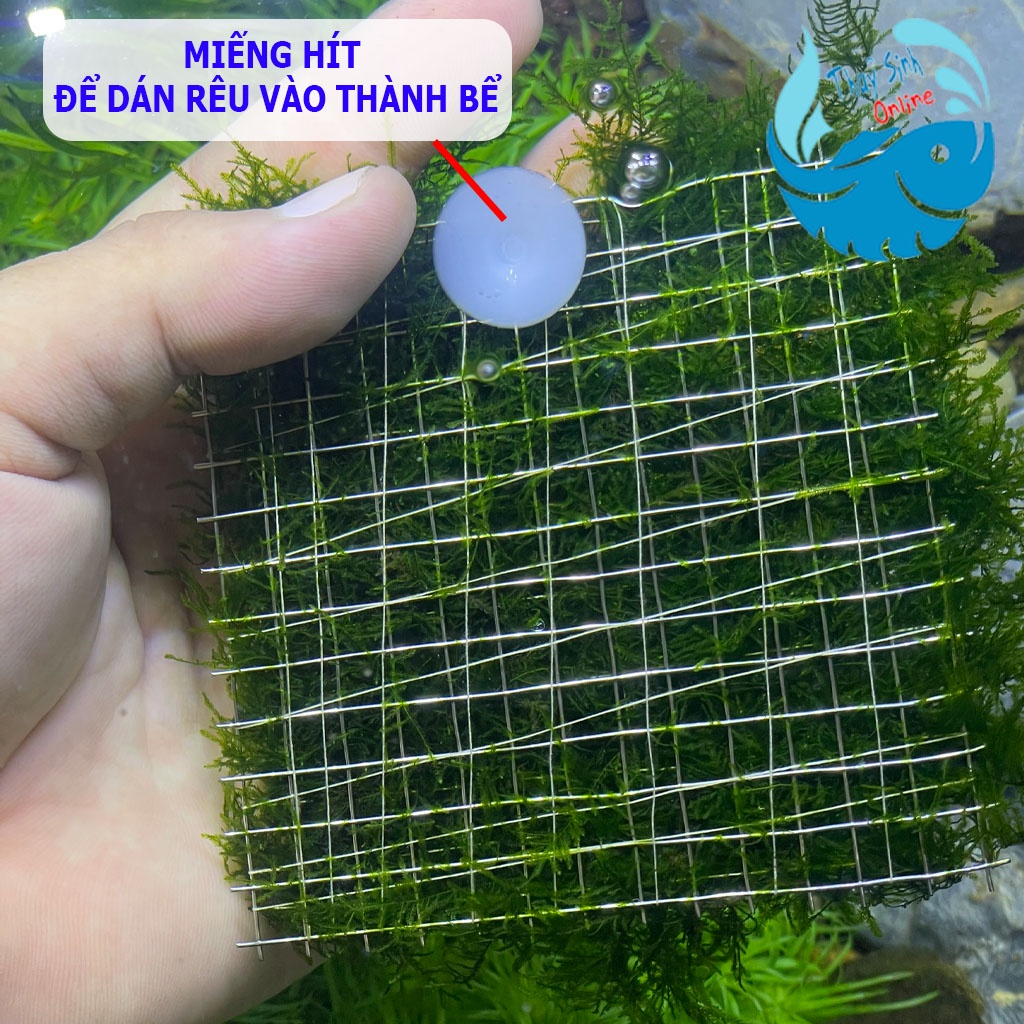 Cây thuỷ sinh Rêu Mini Taiwan, Mini Spiky cực đẹp trang trí bể cá, dán thành bể cá, dán lũa