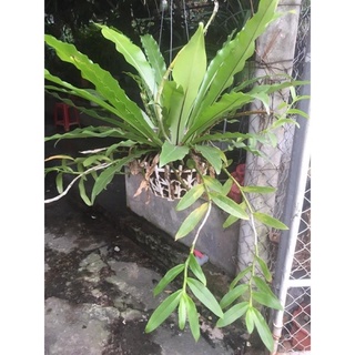 Tổ Quạ ghép Lan sỉ 15k(1 tổ 15cm)