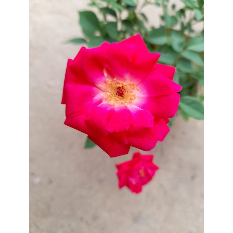 Chậu giống hoa hồng Cổ Huế son