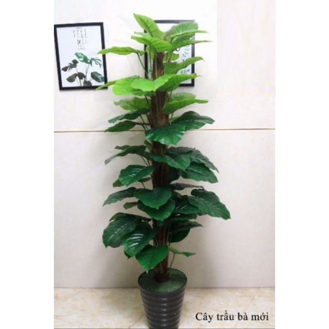 Cây trầu bà leo cột cao 1m6, 63 lá hàng loại 1,Cây Giả trang trí, decor. Ko kèm chậu-hoaluaminhhoa