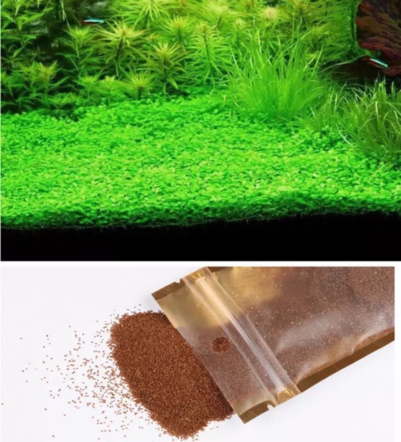 Hạt giống thủy sinh - chân châu ngọc trai
