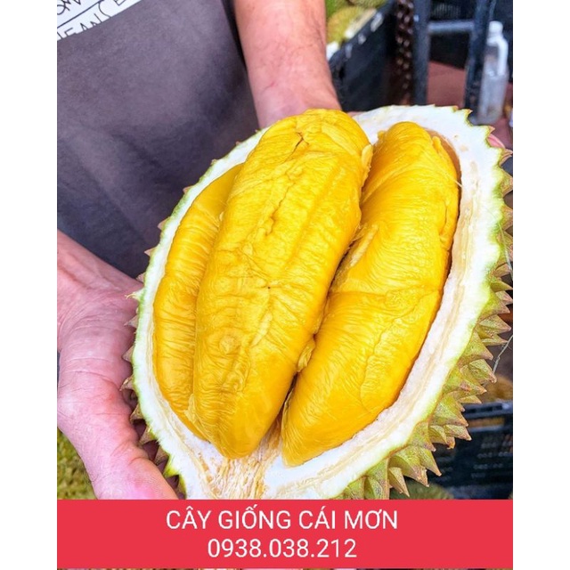 CÂY GIỐNG SẦU RIÊNG MUSANG KING