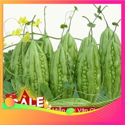 Hạt Giống Mướp Đắng F1 - 10 Hạt  VIETGAR