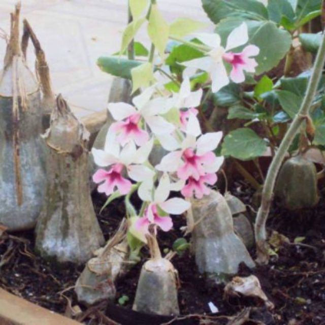 Củ hoa lan bầu rượu