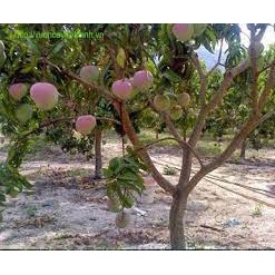 Cây Giống Xoài Úc