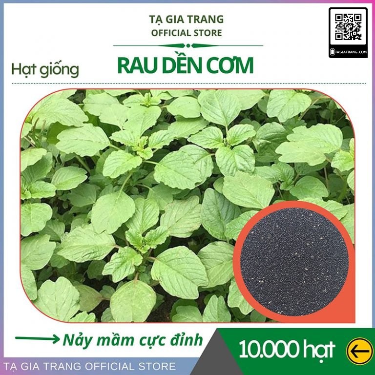 Hạt giống rau dền cơm - Gói 25000/ 5000 hạt