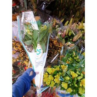 Hoa Thủy Tiên Dalathasfarm(nhắn tin chọn màu)