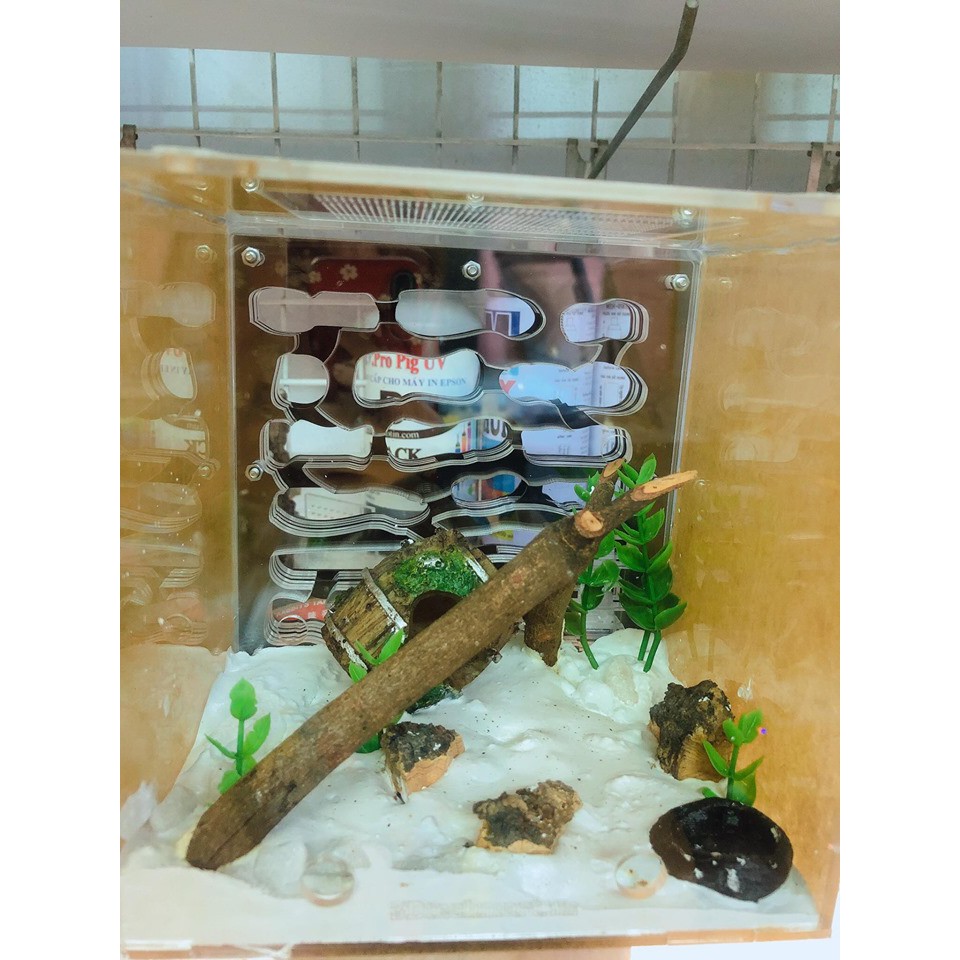 Formicarium / Tổ nuôi kiến / hộp nuôi kiến 15-15-15cm