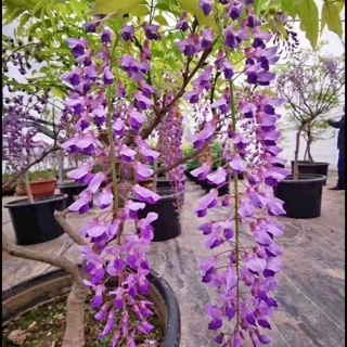 Cây hoa tử đằng