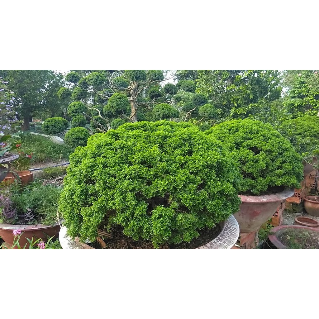 [Bonsai] Cây Nguyệt quế toàn cầu tuyệt đẹp