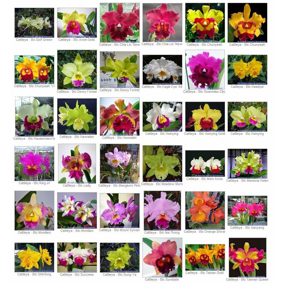 COM BO 2 Lan Cattleya Giống nhiều màu, hoa bông to cực thơm giá rẻ