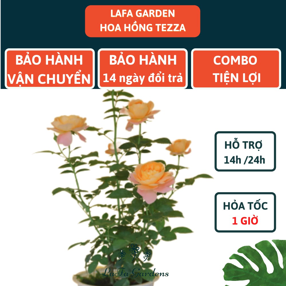 Hoa hồng TEZZA kích thước 40-60cm, màu cam, đỏ, hồng, kèm phân bón hữu cơ eco root chai 100ml, Combo phân bón hoa hồng