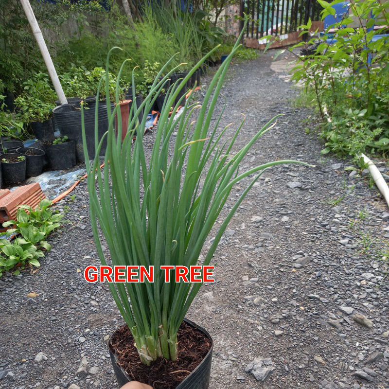 Cây giống hành lá, hẹ, nghệ vàng, cỏ mực