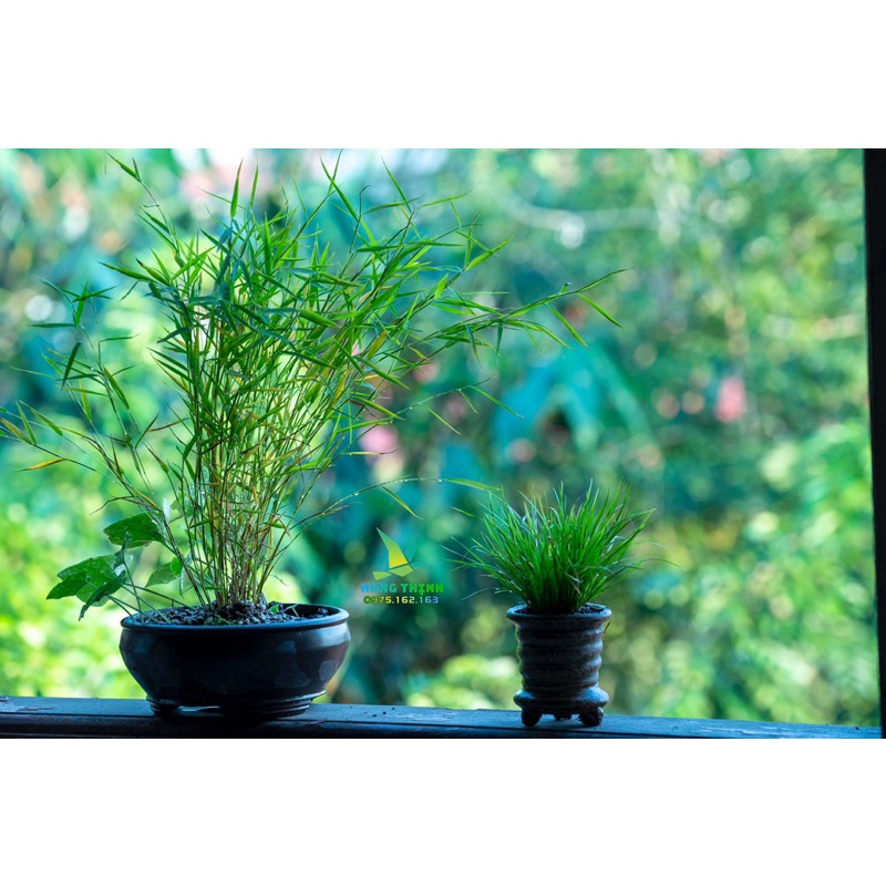 Trúc phát tài, trúc tăm, trúc để bàn trà, trúc để văn phòng